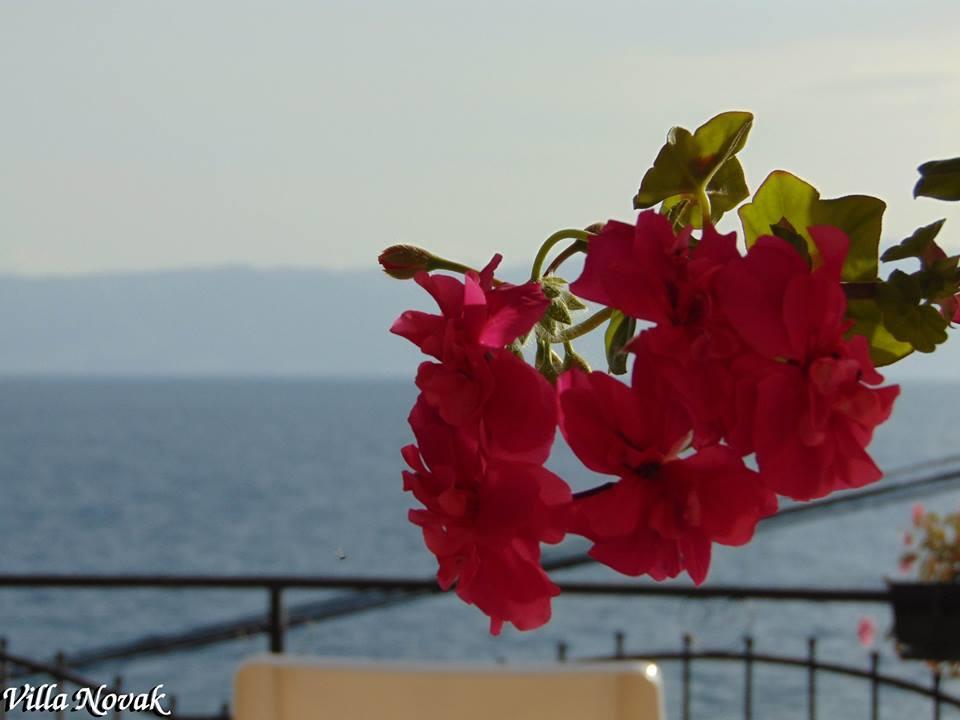 Villa Novak Ohrid Buitenkant foto